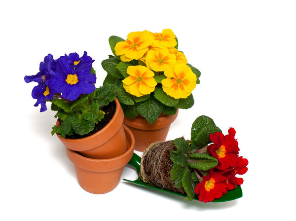 Цветы примулы в горшке
