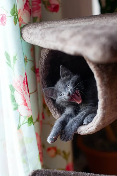 Милый Серый Котёнок Позирует Кошачьей Башне — стоковое фото