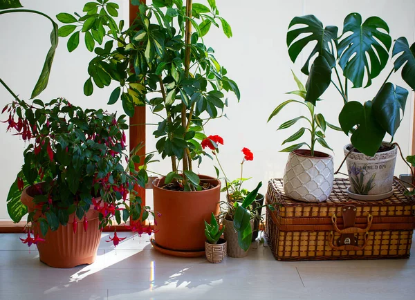 Ablak Mellett Álló Hazai Növények Begyűjtése — Stock Fotó
