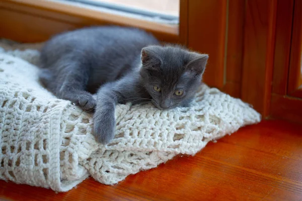 Mignon Chaton Gris Rebord Fenêtre Regarde Caméra — Photo