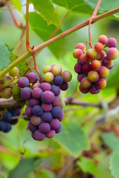 Druiven Kweken Wijnstok — Stockfoto