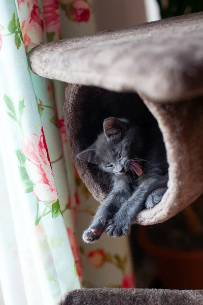 Carino Gattino Grigio Posa Alla Torre Del Gatto — Foto Stock