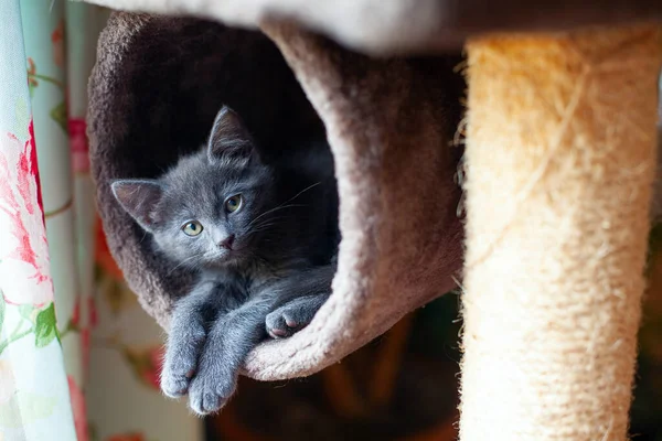 Roztomilé Šedé Kotě Pózující Kočičí Věži — Stock fotografie
