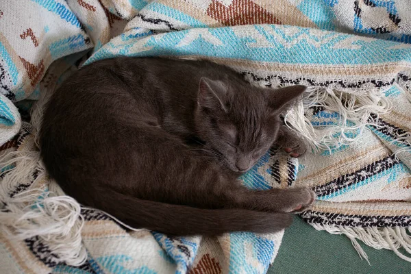 Niedliches Kätzchen schläft in bunter Decke — Stockfoto