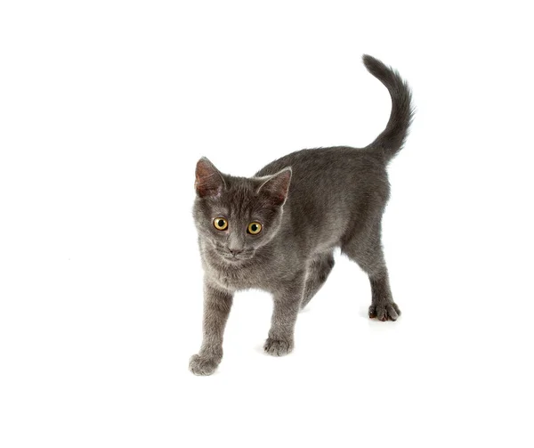 Carino gatto grigio isolato su sfondo bianco — Foto Stock