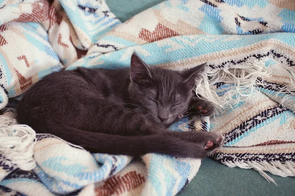 可爱的小猫睡在五彩缤纷的毛毯里 — 图库照片