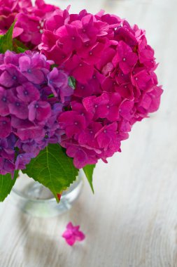 Ortanca ahşap yüzey üzerinde