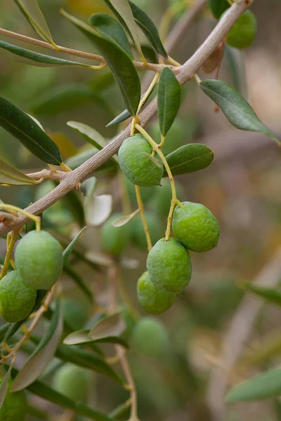 Растущие оливки вблизи — стоковое фото