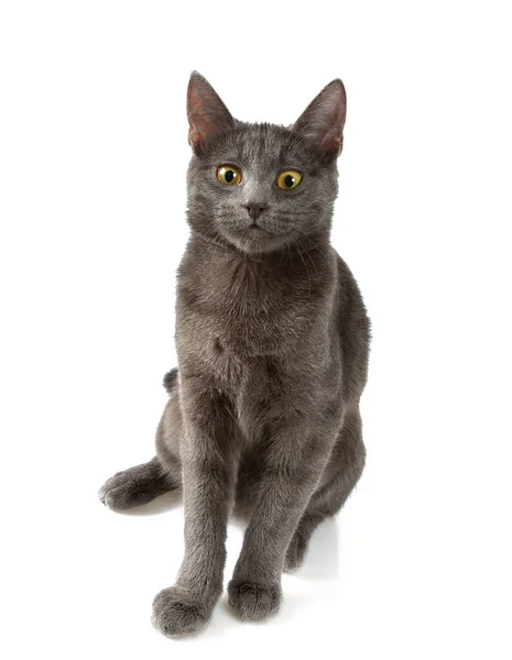 Mladá šedá kočka izolované na bílém pozadí — Stock fotografie
