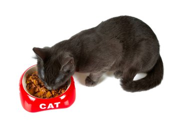 grey cat is eating wet food