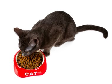 young grey cat is eating dry food  clipart