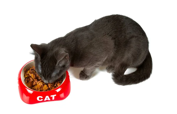 Grey Cat Eating Wet Food — Stock Photo, Image