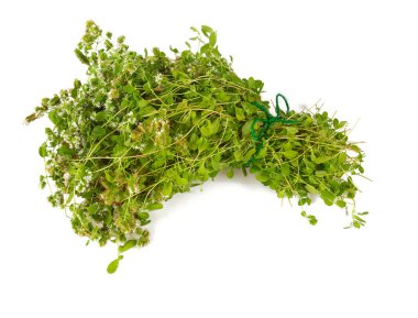 beyaz arkaplanda marjoram izole