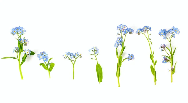 Bunch of fresh blue forget me not flower — Stock Photo, Image