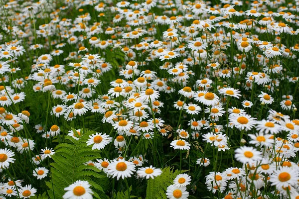 Margaridas flor prado, conceito de jardinagem — Fotografia de Stock