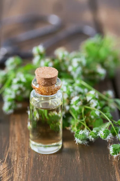 Olejek eteryczny ze świeżym ziołem majeranku — Zdjęcie stockowe