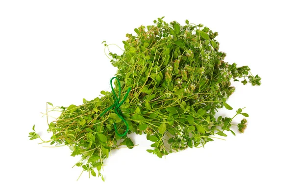 Beyaz arkaplanda marjoram izole — Stok fotoğraf