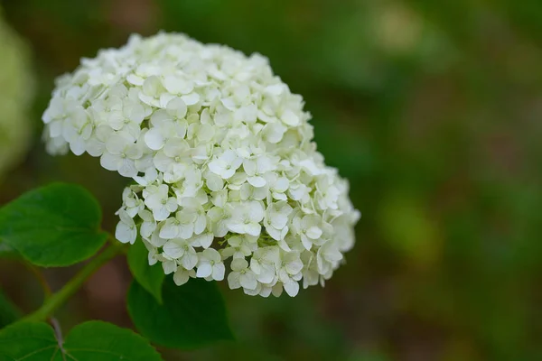 Hortênsia branca crescendo em um dia ensolarado — Fotografia de Stock