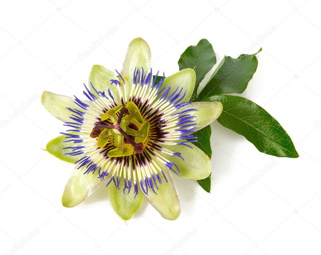passion flower isolated on white background