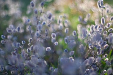 fluffy grass in evening light