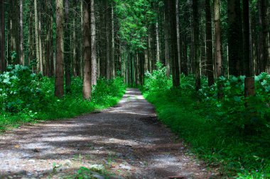 beautiful forest path on a summer day