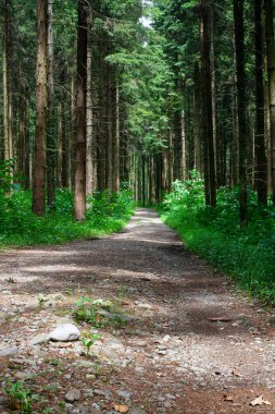 beautiful forest path on a summer day