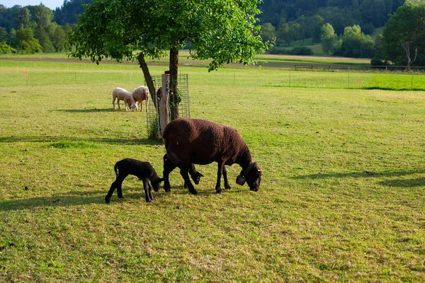 Ovce Matka Děti Pastvině Večerním Světle — Stock fotografie