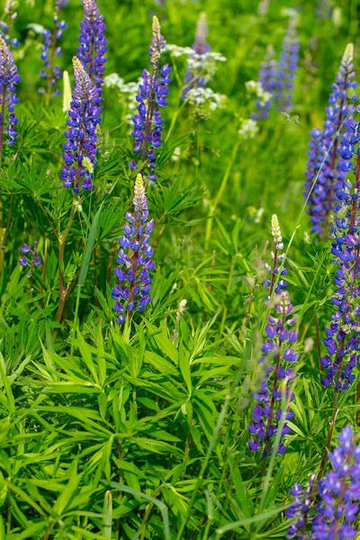 Lupines Field Vertical Photo — 图库照片