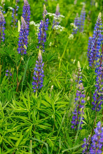 Lupines Field Vertical Photo — ストック写真