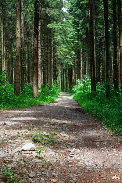 Beautiful Forest Path Summer Day — Stockfoto