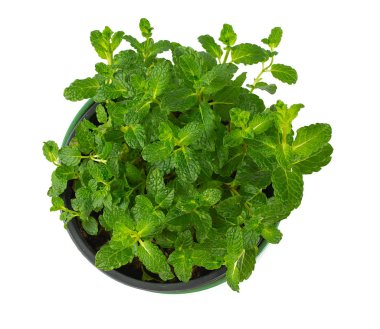 Saksıda yetişen nane bitkilerinin yakın görüntüsü