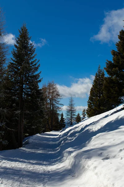 Hermoso Camino Bosque Invierno — Foto de Stock