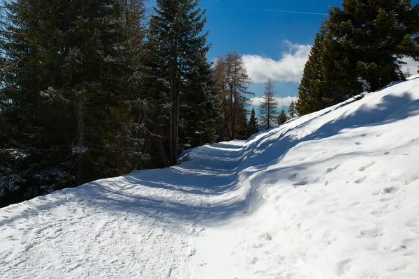 Hermoso Camino Bosque Invierno — Foto de Stock