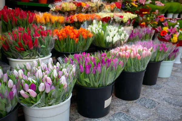 Tulipanes Coloridos Mercado Callejero — Foto de Stock
