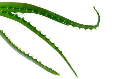 aloe vera dalı beyazda izole edildi