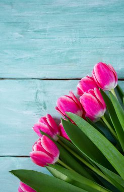 Turkuaz ahşap yüzey üzerinde pembe laleler