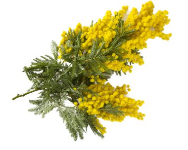 dal üzerinde beyaz izole mimoza çiçeği