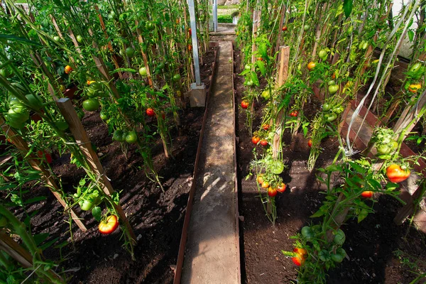 Tomatoes Growing Greenhouse — Stock Photo, Image