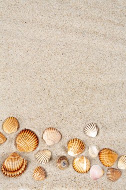 Güzel deniz kabukları kumların üzerinde