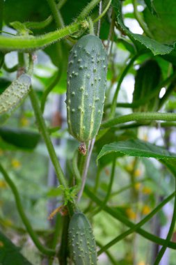 Salatalıklar camdan bir evde yetişiyor.