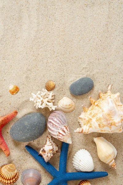 Colorful Sea Shells Pebles Sand — Stock Photo, Image