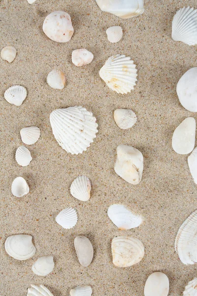 Belles Coquilles Mer Sur Sable — Photo