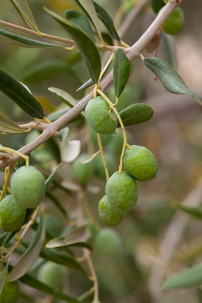 Cultivar Aceitunas Cerca — Foto de Stock