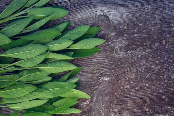 Salvia Superficie Madera —  Fotos de Stock