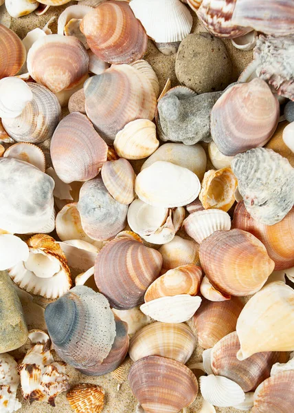 Beautiful Sea Shells Sand — Stock Photo, Image
