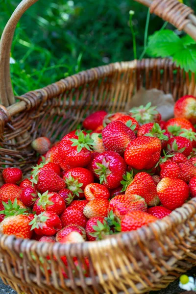 Fresas Una Canasta — Foto de Stock