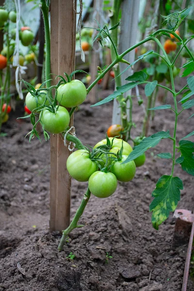 Tomates Uma Casa Vidro — Fotografia de Stock