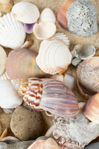 Красивые Морские Раковины Песке — стоковое фото
