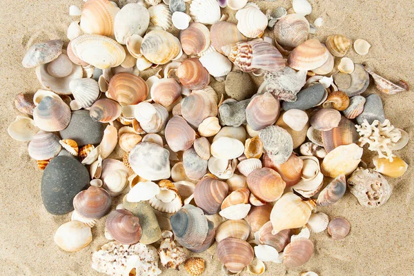 Красивые Морские Раковины Песке — стоковое фото