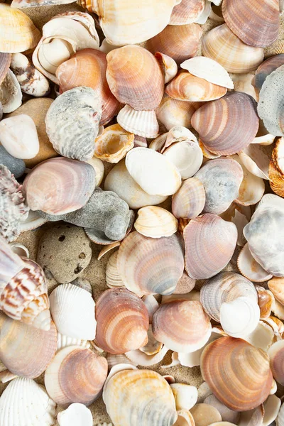 Schöne Muscheln Auf Sand — Stockfoto